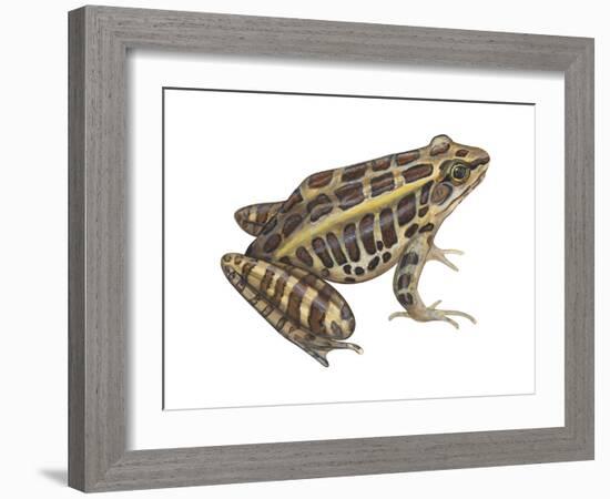 Pickerel Frog (Rana Palustris), Amphibians-Encyclopaedia Britannica-Framed Art Print