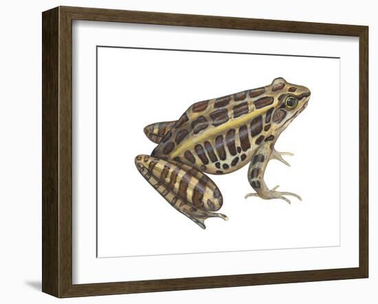 Pickerel Frog (Rana Palustris), Amphibians-Encyclopaedia Britannica-Framed Art Print