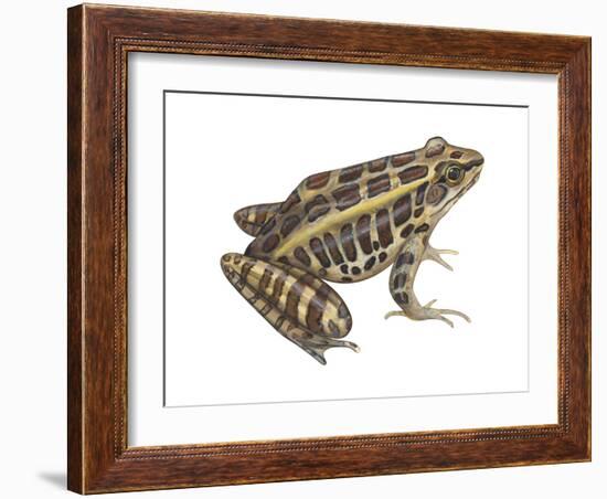 Pickerel Frog (Rana Palustris), Amphibians-Encyclopaedia Britannica-Framed Art Print