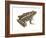 Pickerel Frog (Rana Palustris), Amphibians-Encyclopaedia Britannica-Framed Art Print