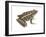 Pickerel Frog (Rana Palustris), Amphibians-Encyclopaedia Britannica-Framed Art Print