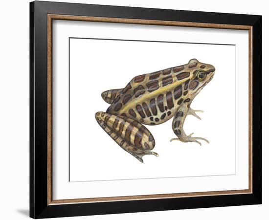 Pickerel Frog (Rana Palustris), Amphibians-Encyclopaedia Britannica-Framed Art Print