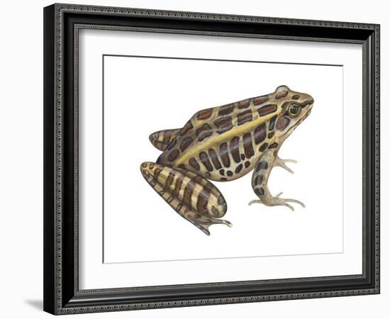 Pickerel Frog (Rana Palustris), Amphibians-Encyclopaedia Britannica-Framed Art Print