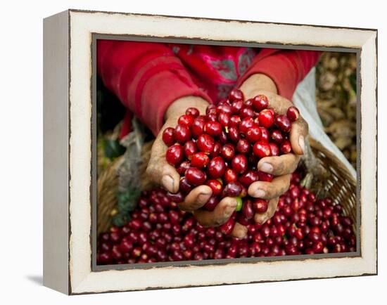 Pickers, Hands Full of Coffee Cherries, Coffee Farm, Slopes of the Santa Volcano, El Salvador-John Coletti-Framed Premier Image Canvas