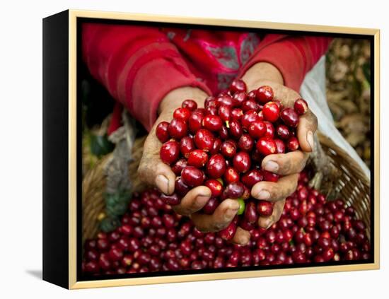 Pickers, Hands Full of Coffee Cherries, Coffee Farm, Slopes of the Santa Volcano, El Salvador-John Coletti-Framed Premier Image Canvas