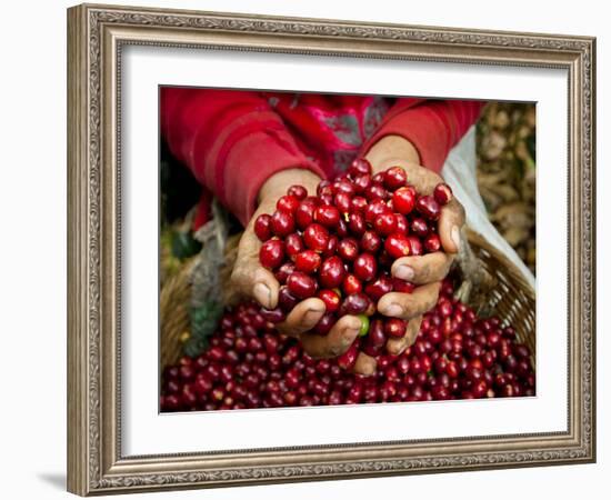 Pickers, Hands Full of Coffee Cherries, Coffee Farm, Slopes of the Santa Volcano, El Salvador-John Coletti-Framed Photographic Print