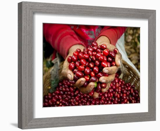 Pickers, Hands Full of Coffee Cherries, Coffee Farm, Slopes of the Santa Volcano, El Salvador-John Coletti-Framed Photographic Print