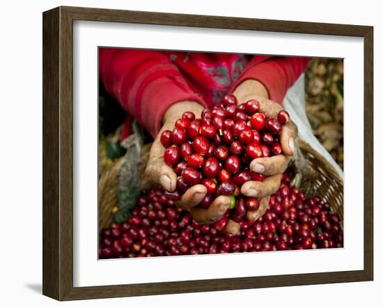 Pickers, Hands Full of Coffee Cherries, Coffee Farm, Slopes of the Santa Volcano, El Salvador-John Coletti-Framed Photographic Print