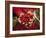 Pickers, Hands Full of Coffee Cherries, Coffee Farm, Slopes of the Santa Volcano, El Salvador-John Coletti-Framed Photographic Print