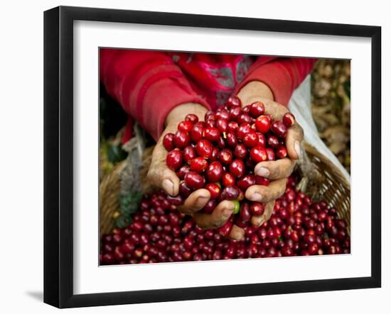 Pickers, Hands Full of Coffee Cherries, Coffee Farm, Slopes of the Santa Volcano, El Salvador-John Coletti-Framed Photographic Print