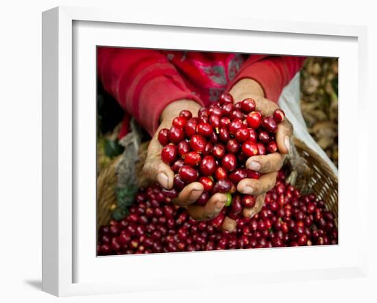 Pickers, Hands Full of Coffee Cherries, Coffee Farm, Slopes of the Santa Volcano, El Salvador-John Coletti-Framed Photographic Print