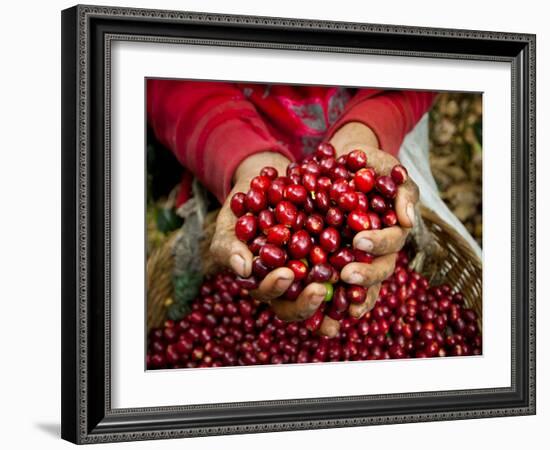 Pickers, Hands Full of Coffee Cherries, Coffee Farm, Slopes of the Santa Volcano, El Salvador-John Coletti-Framed Photographic Print