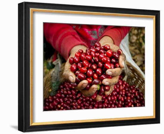 Pickers, Hands Full of Coffee Cherries, Coffee Farm, Slopes of the Santa Volcano, El Salvador-John Coletti-Framed Photographic Print