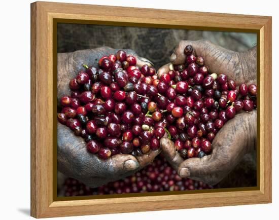 Pickers, Hands Full of Coffee Cherries, Coffee Farm, Slopes of the Santa Volcano, El Salvador-John Coletti-Framed Premier Image Canvas