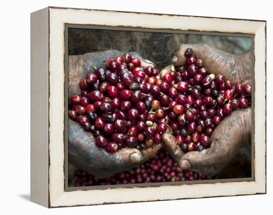 Pickers, Hands Full of Coffee Cherries, Coffee Farm, Slopes of the Santa Volcano, El Salvador-John Coletti-Framed Premier Image Canvas