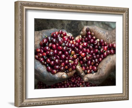 Pickers, Hands Full of Coffee Cherries, Coffee Farm, Slopes of the Santa Volcano, El Salvador-John Coletti-Framed Photographic Print