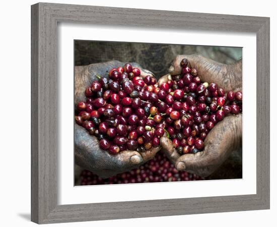 Pickers, Hands Full of Coffee Cherries, Coffee Farm, Slopes of the Santa Volcano, El Salvador-John Coletti-Framed Photographic Print