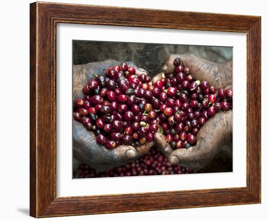 Pickers, Hands Full of Coffee Cherries, Coffee Farm, Slopes of the Santa Volcano, El Salvador-John Coletti-Framed Photographic Print