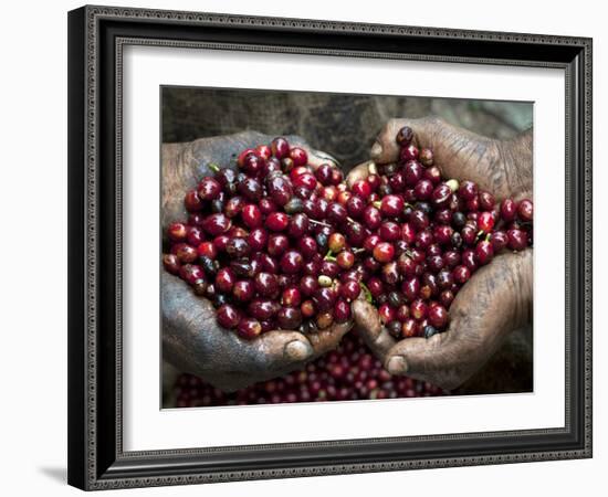 Pickers, Hands Full of Coffee Cherries, Coffee Farm, Slopes of the Santa Volcano, El Salvador-John Coletti-Framed Photographic Print