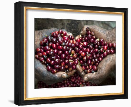 Pickers, Hands Full of Coffee Cherries, Coffee Farm, Slopes of the Santa Volcano, El Salvador-John Coletti-Framed Photographic Print