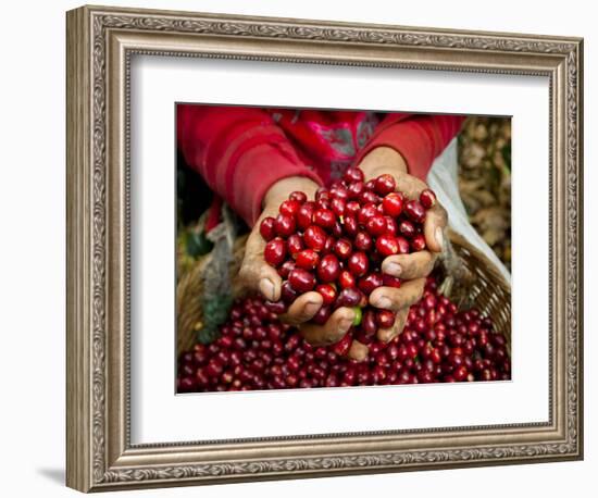 Pickers, Hands Full of Coffee Cherries, Coffee Farm, Slopes of the Santa Volcano, El Salvador-John Coletti-Framed Photographic Print