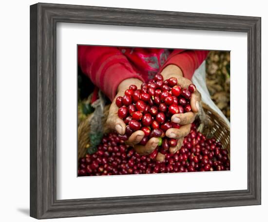 Pickers, Hands Full of Coffee Cherries, Coffee Farm, Slopes of the Santa Volcano, El Salvador-John Coletti-Framed Photographic Print