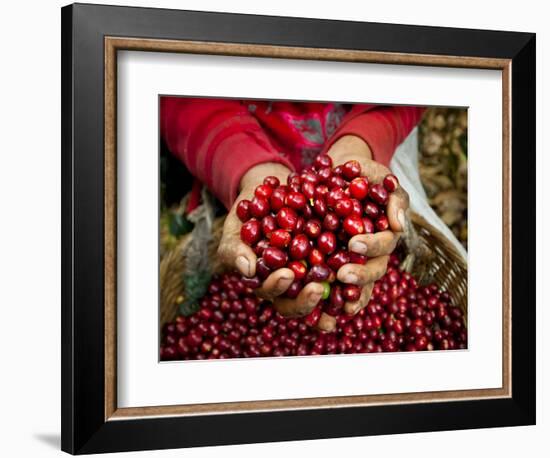 Pickers, Hands Full of Coffee Cherries, Coffee Farm, Slopes of the Santa Volcano, El Salvador-John Coletti-Framed Photographic Print