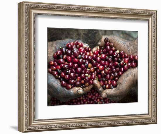 Pickers, Hands Full of Coffee Cherries, Coffee Farm, Slopes of the Santa Volcano, El Salvador-John Coletti-Framed Photographic Print