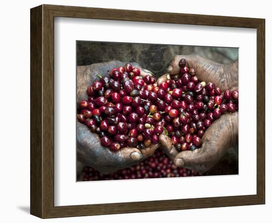 Pickers, Hands Full of Coffee Cherries, Coffee Farm, Slopes of the Santa Volcano, El Salvador-John Coletti-Framed Photographic Print