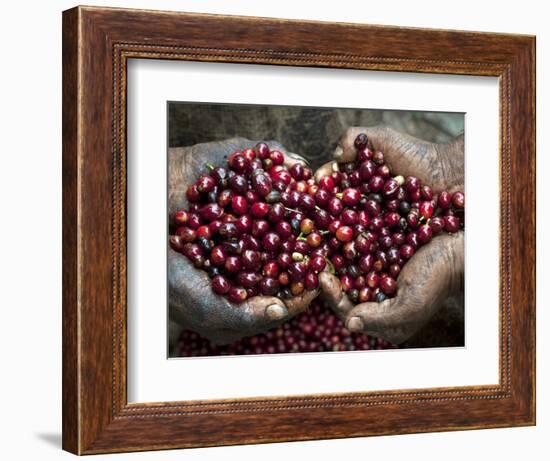 Pickers, Hands Full of Coffee Cherries, Coffee Farm, Slopes of the Santa Volcano, El Salvador-John Coletti-Framed Photographic Print