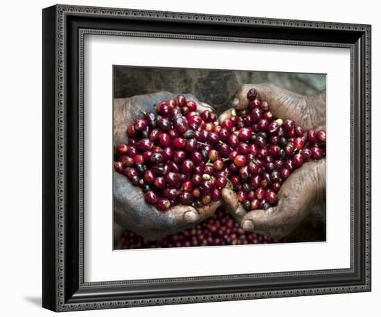 Pickers, Hands Full of Coffee Cherries, Coffee Farm, Slopes of the Santa Volcano, El Salvador-John Coletti-Framed Photographic Print