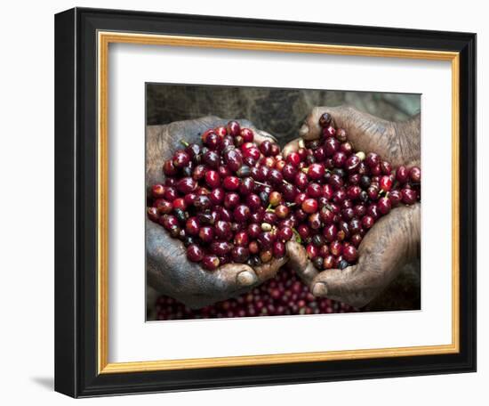 Pickers, Hands Full of Coffee Cherries, Coffee Farm, Slopes of the Santa Volcano, El Salvador-John Coletti-Framed Photographic Print