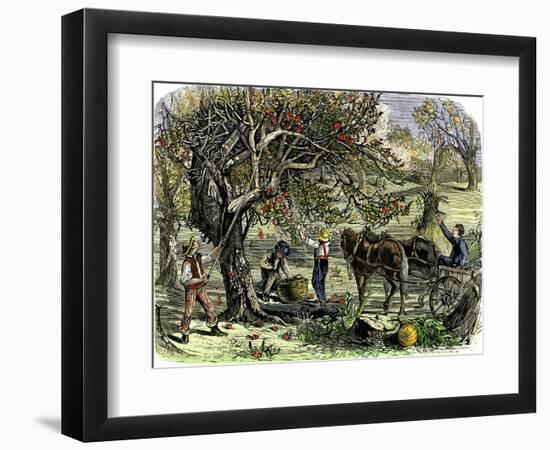Picking Apples, a Farm Scene Near Pride's Bridge, Maine, c.1800-null-Framed Giclee Print