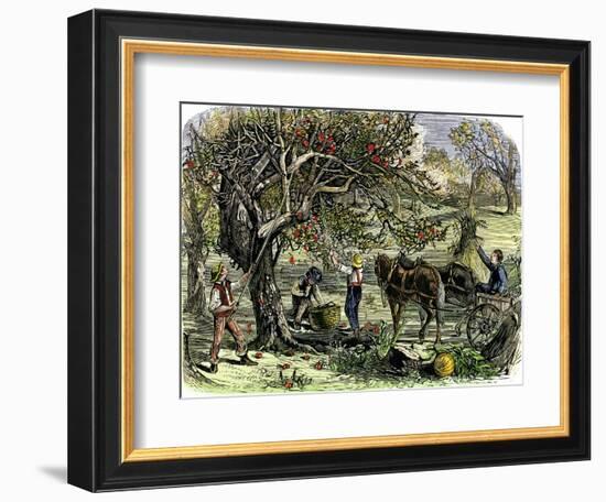 Picking Apples, a Farm Scene Near Pride's Bridge, Maine, c.1800-null-Framed Giclee Print