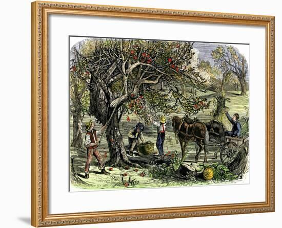 Picking Apples, a Farm Scene Near Pride's Bridge, Maine, c.1800-null-Framed Giclee Print