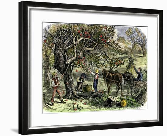 Picking Apples, a Farm Scene Near Pride's Bridge, Maine, c.1800-null-Framed Giclee Print