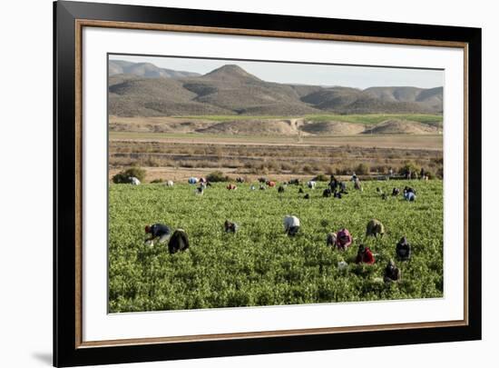 Picking beans, El Rosario, Baja California, Mexico, North America-Tony Waltham-Framed Photographic Print