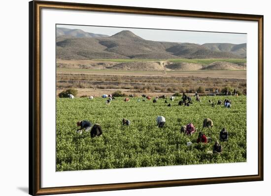 Picking beans, El Rosario, Baja California, Mexico, North America-Tony Waltham-Framed Photographic Print