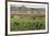 Picking beans, El Rosario, Baja California, Mexico, North America-Tony Waltham-Framed Photographic Print