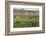 Picking beans, El Rosario, Baja California, Mexico, North America-Tony Waltham-Framed Photographic Print