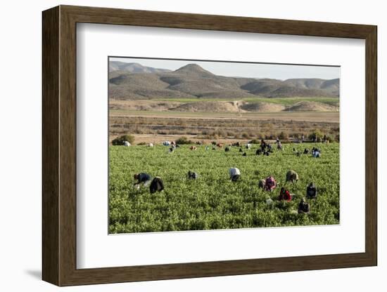 Picking beans, El Rosario, Baja California, Mexico, North America-Tony Waltham-Framed Photographic Print