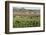 Picking beans, El Rosario, Baja California, Mexico, North America-Tony Waltham-Framed Photographic Print