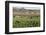 Picking beans, El Rosario, Baja California, Mexico, North America-Tony Waltham-Framed Photographic Print