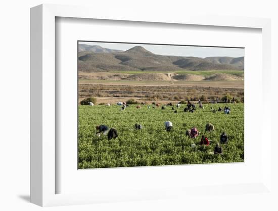 Picking beans, El Rosario, Baja California, Mexico, North America-Tony Waltham-Framed Photographic Print