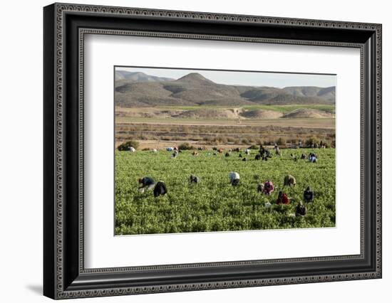 Picking beans, El Rosario, Baja California, Mexico, North America-Tony Waltham-Framed Photographic Print