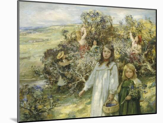 Picking Blackberries-William Mcgeorge-Mounted Giclee Print