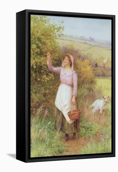 Picking Blossom-William Affleck-Framed Premier Image Canvas