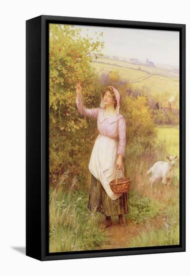 Picking Blossom-William Affleck-Framed Premier Image Canvas