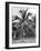 Picking Coconuts, Jamaica, C1905-Adolphe & Son Duperly-Framed Giclee Print