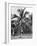 Picking Coconuts, Jamaica, C1905-Adolphe & Son Duperly-Framed Giclee Print